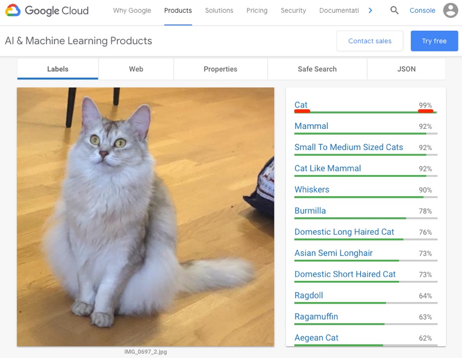 Vision AI de Google identificando la imagen de un gato.