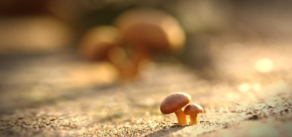 SEO for Small Businesses: Challenges and Opportunities