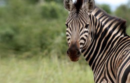 2-Common-Content-Definitions-Guess-which-one-is-wrong