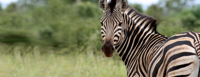 2-Common-Content-Definitions-Guess-which-one-is-wrong