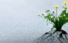 build-links-with-articles