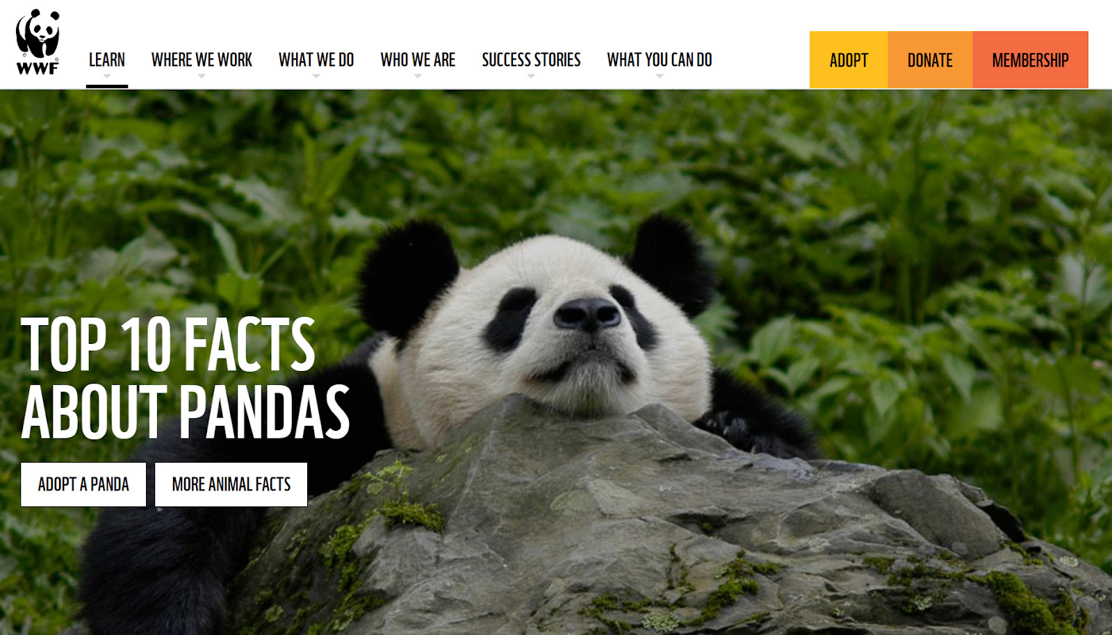 Trecho do artigo do WWF sobre 10 fatos sobre pandas;  imagem de panda descansando em uma rocha com uma vegetação luxuriante como pano de fundo