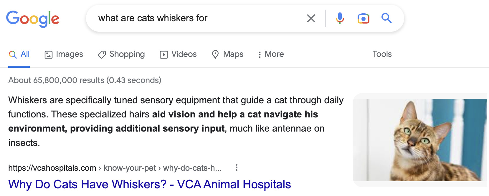 通过Google.com搜索“what are cats whiskers for”的精选摘要搜索结果